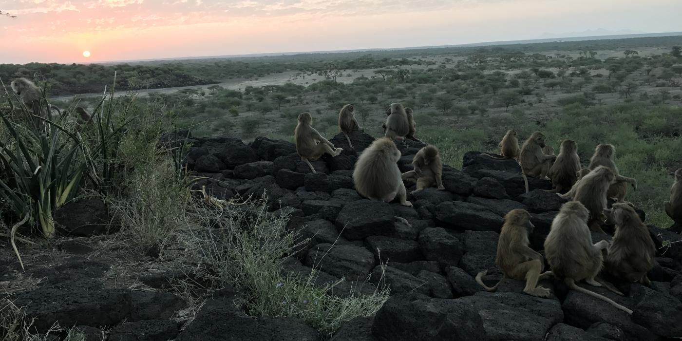 A group of baboons seated on a cluster of rocks in Ethiopia at sunset