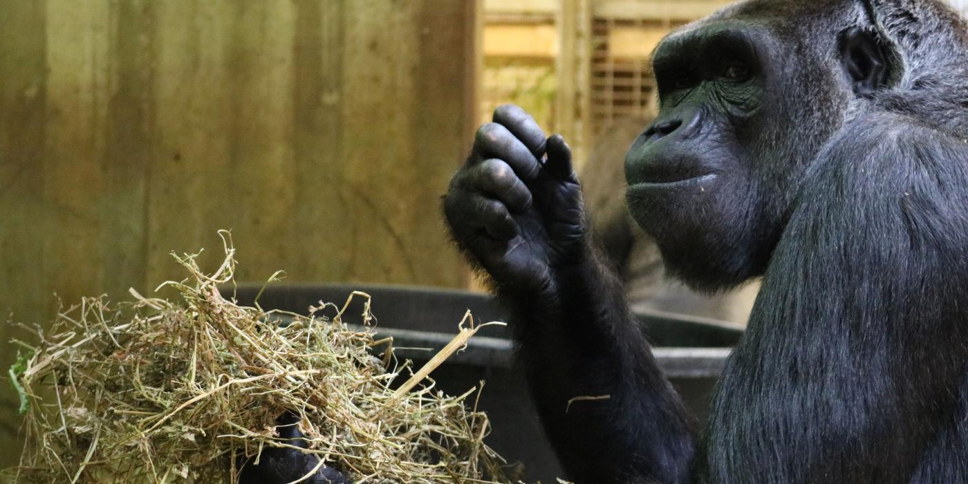 Calaya gathers alfalfa, hay and wood wool for her nest. 