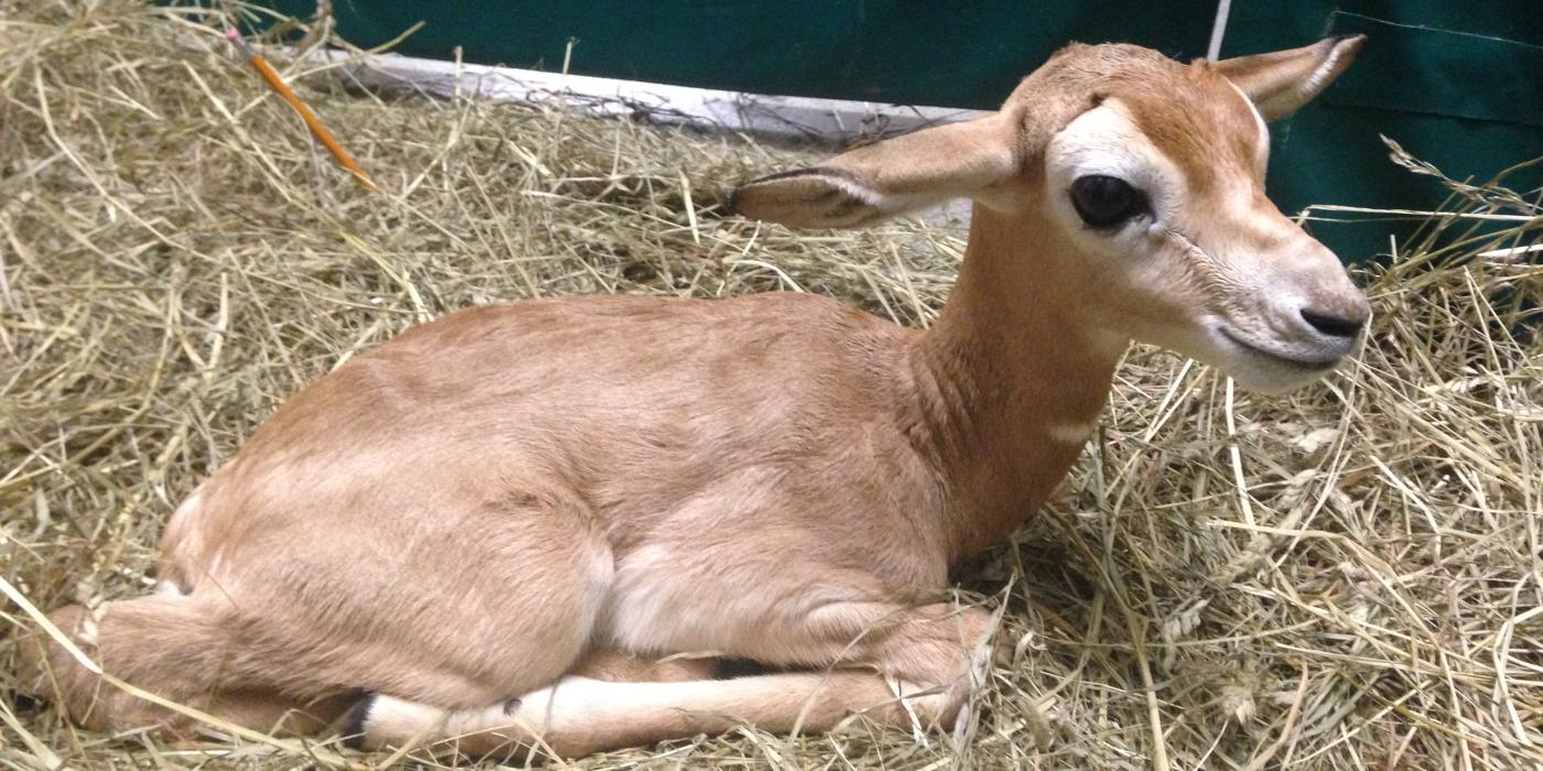 Dama gazelle calf