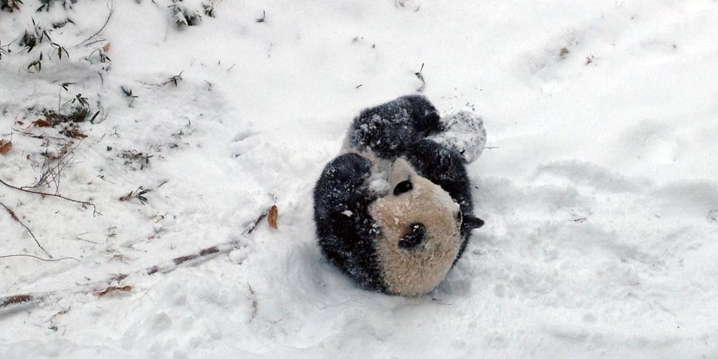 Bao Bao enjoys her first snow storm.