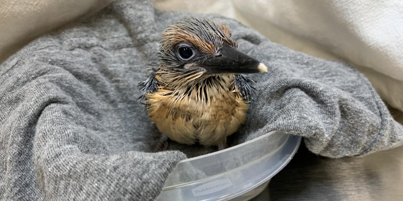 A small, 23-day-old Guam kingfisher chick with spiky feathers, round eyes and a large bill rests on a gray cloth placed in a small, round bowl