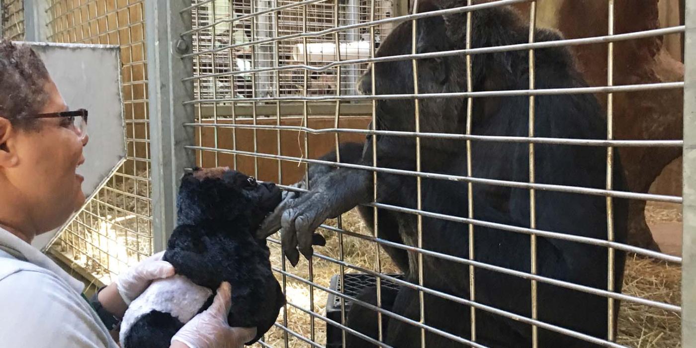 Animal keeper Melba Brown holds a toy gorilla up to Calaya for her to examine.