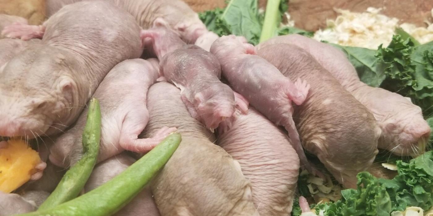 Adult naked mole-rats and pups sleeping together in a pile. 