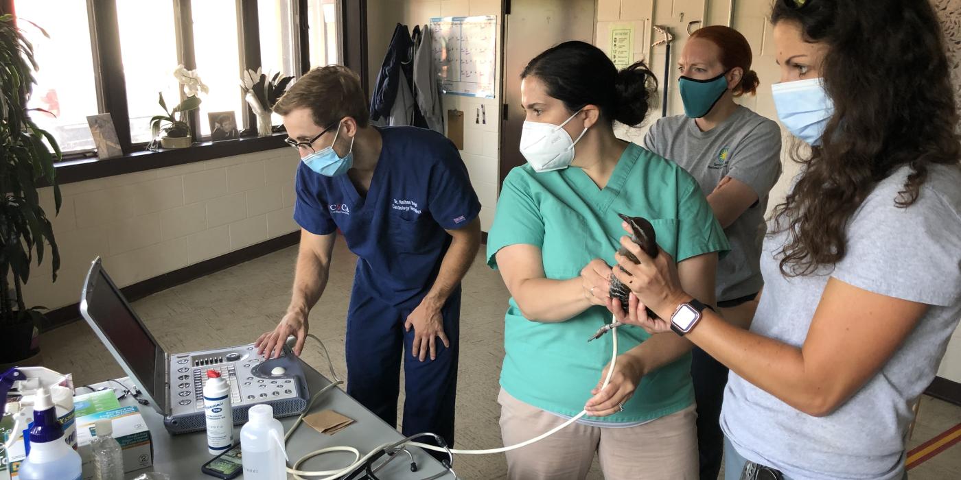 Cardiac ultrasound being performed on Guam rail. 