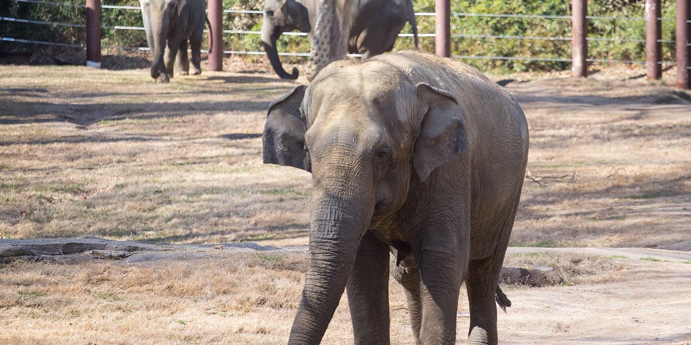 Asian elephant Shanthi (foreground) at the Elephant Trails Exhibit. In the background are Ambika (L) and Bozie (R).