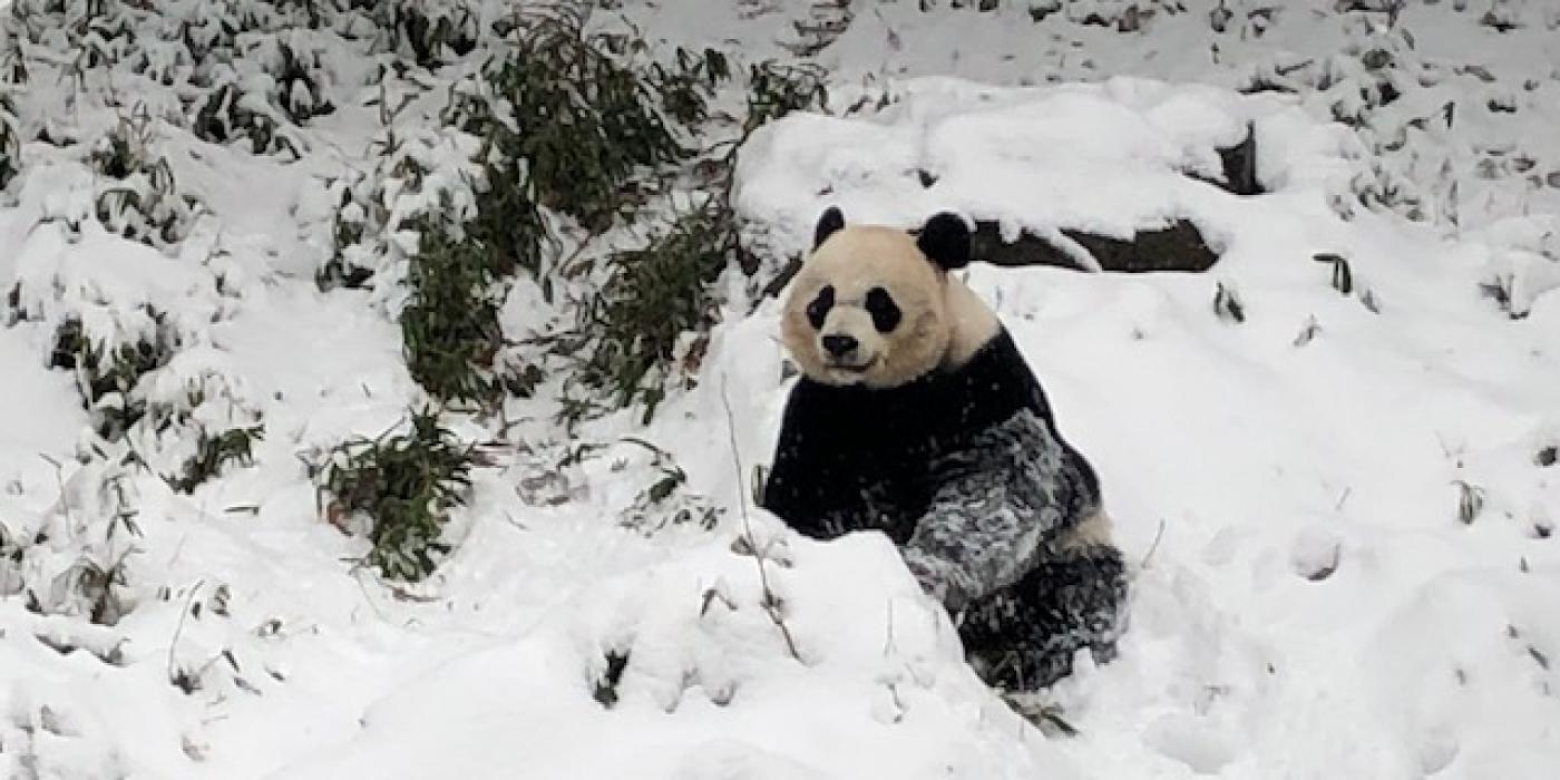 Giant panda sitting in the snow 