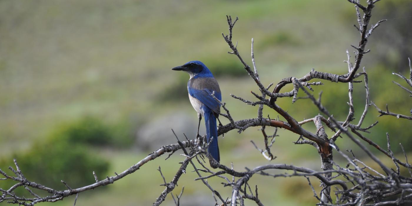 Island scrub-jay. Photo courtesy of Cameron Ghalambor. 
