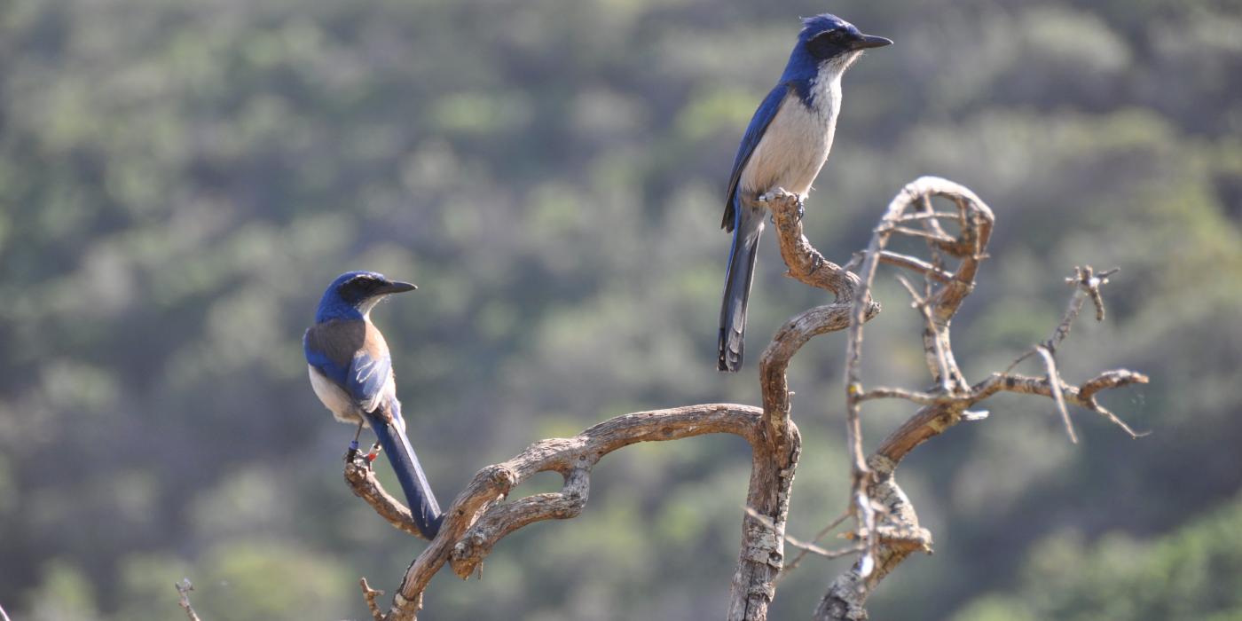 Island scrub-jay. Photo courtesy of Cameron Ghalambor. 