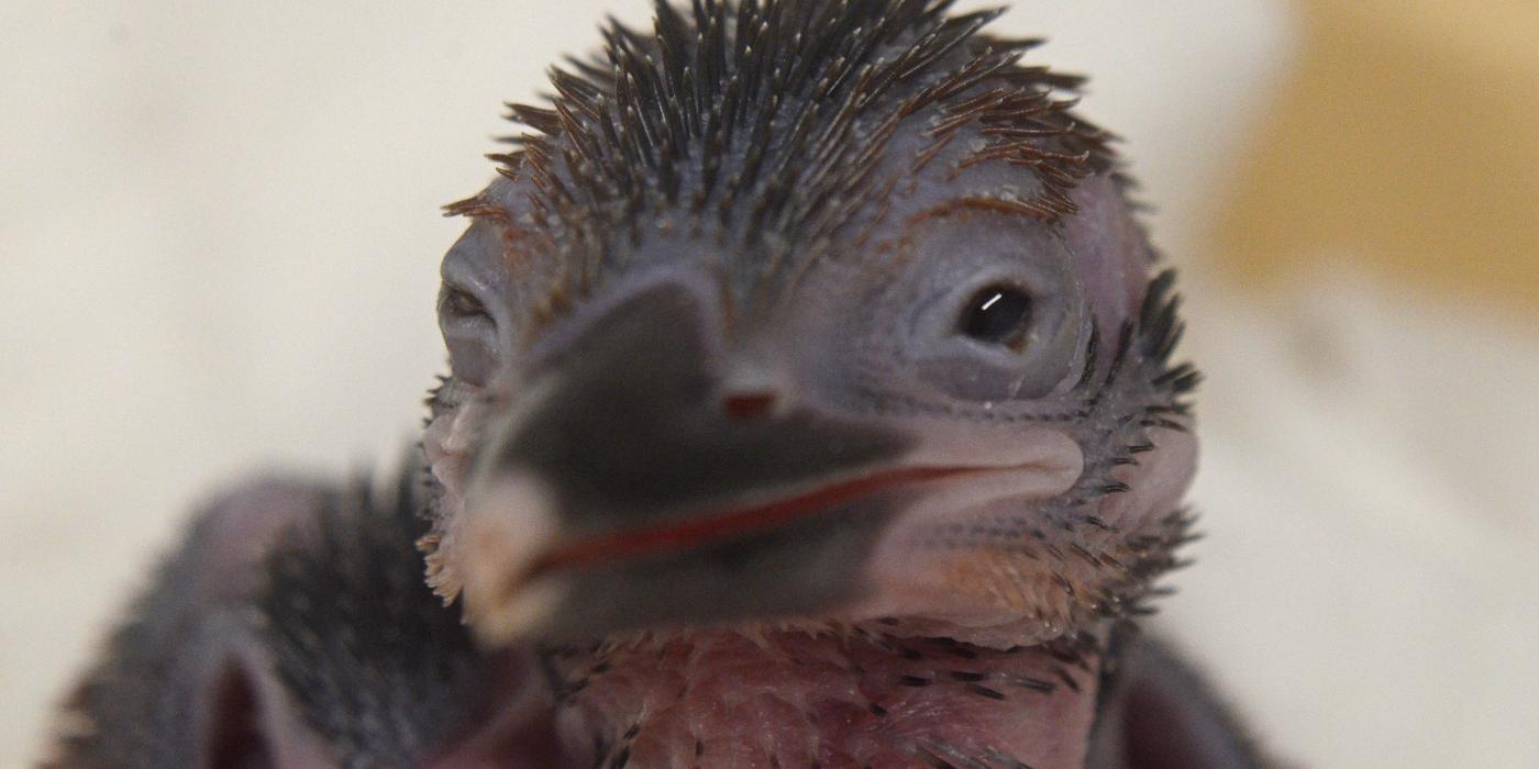 A 12-day-old female Guam kingfisher chick. Photo: Chris Crowe/Smithsonian Conservation Biology Institute Guam kingfisher chick