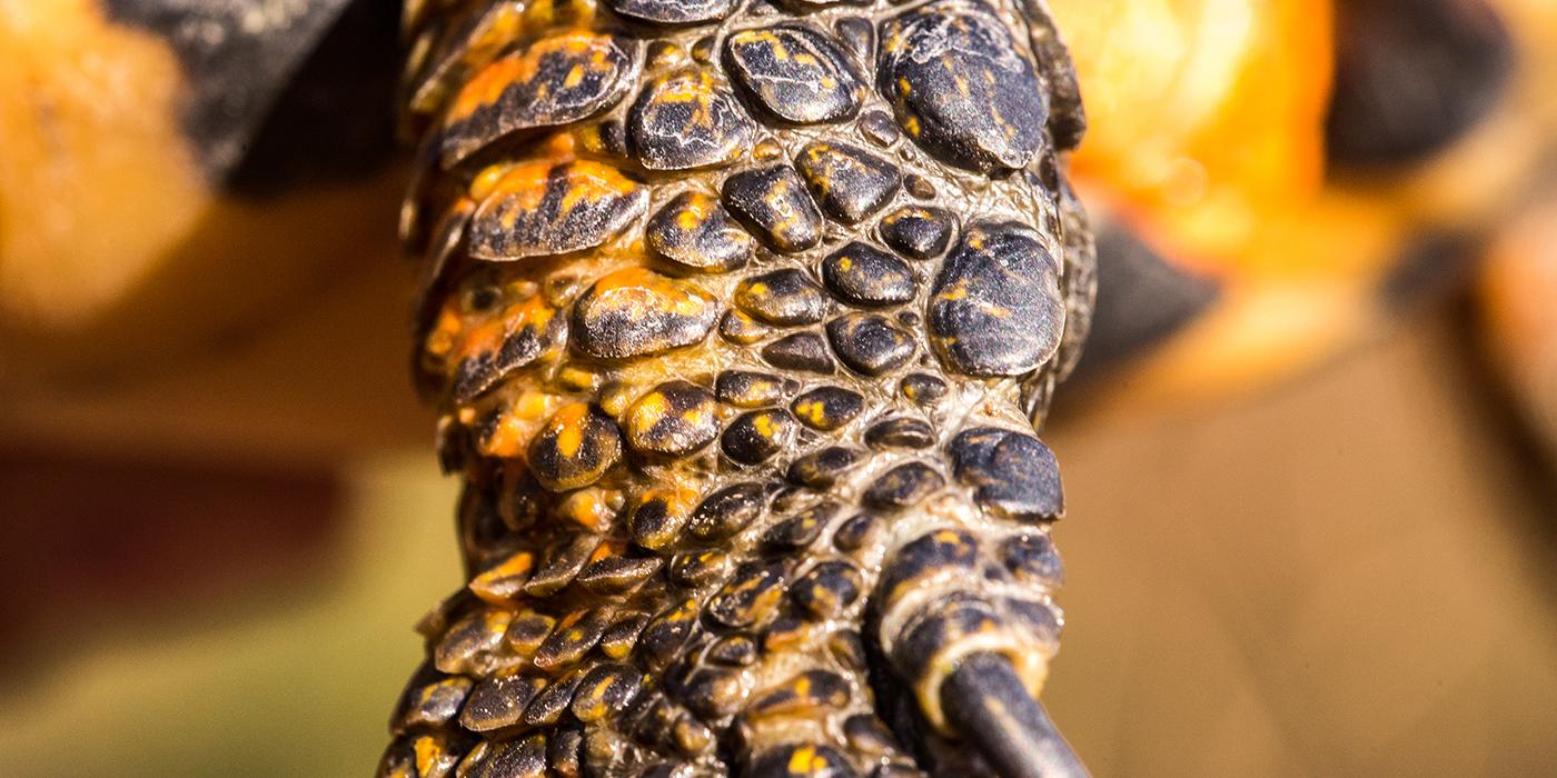 A close-up photo of a wood turtles leg with large scales and long claws