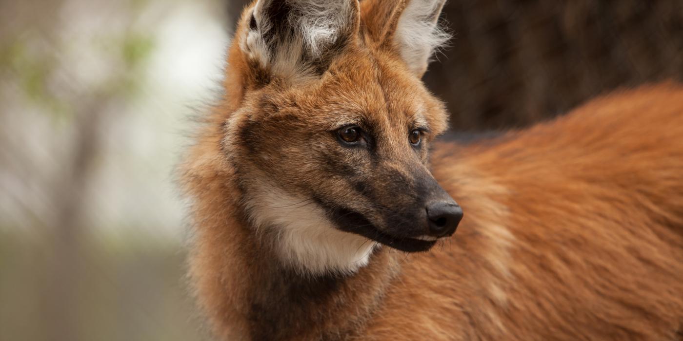 Native to South America, maned wolves live in relatively intact natural habitats. The study’s authors also used the statistical model to look at the natural behaviors that coyotes—which conversely can be found in urban and human-dominated landscapes in North America—exhibit behaviors on a repeat schedule. (Photo by Ronda Gregorio/Smithsonian’s National Zoo) Maned Wolf