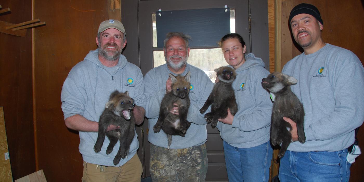 Maned wolf pups