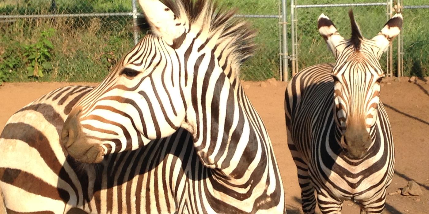Mares Xolani (L) and Yvonne (R)