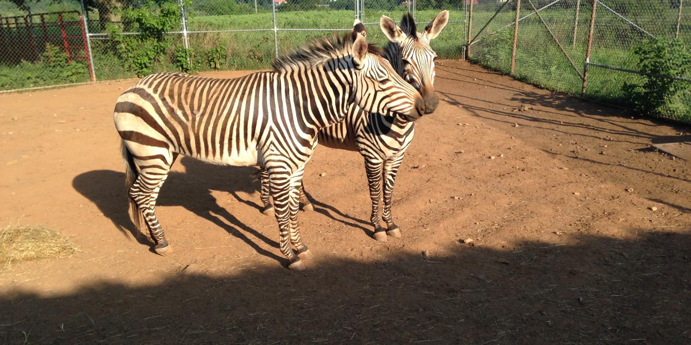 Mares Xolani (L) and Yvonne (R)