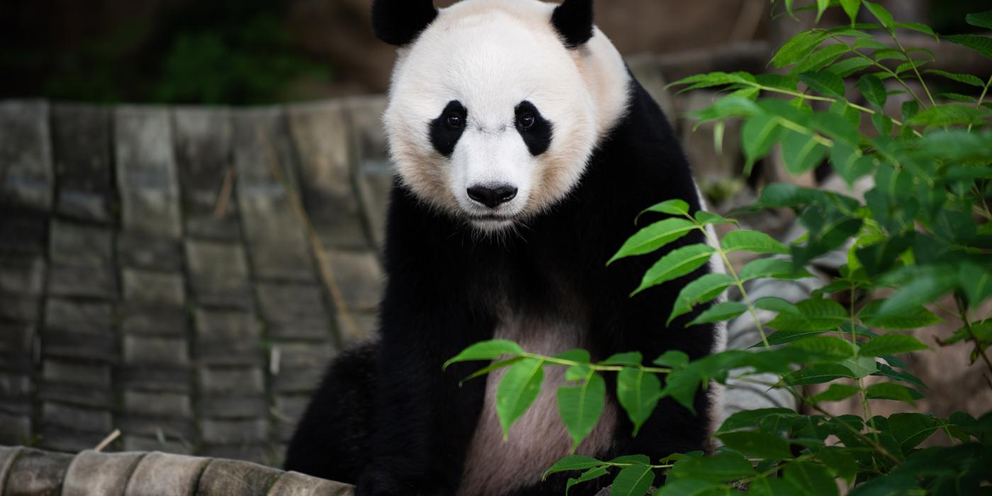 Giant panda Bei Bei sitting in his hammock. 