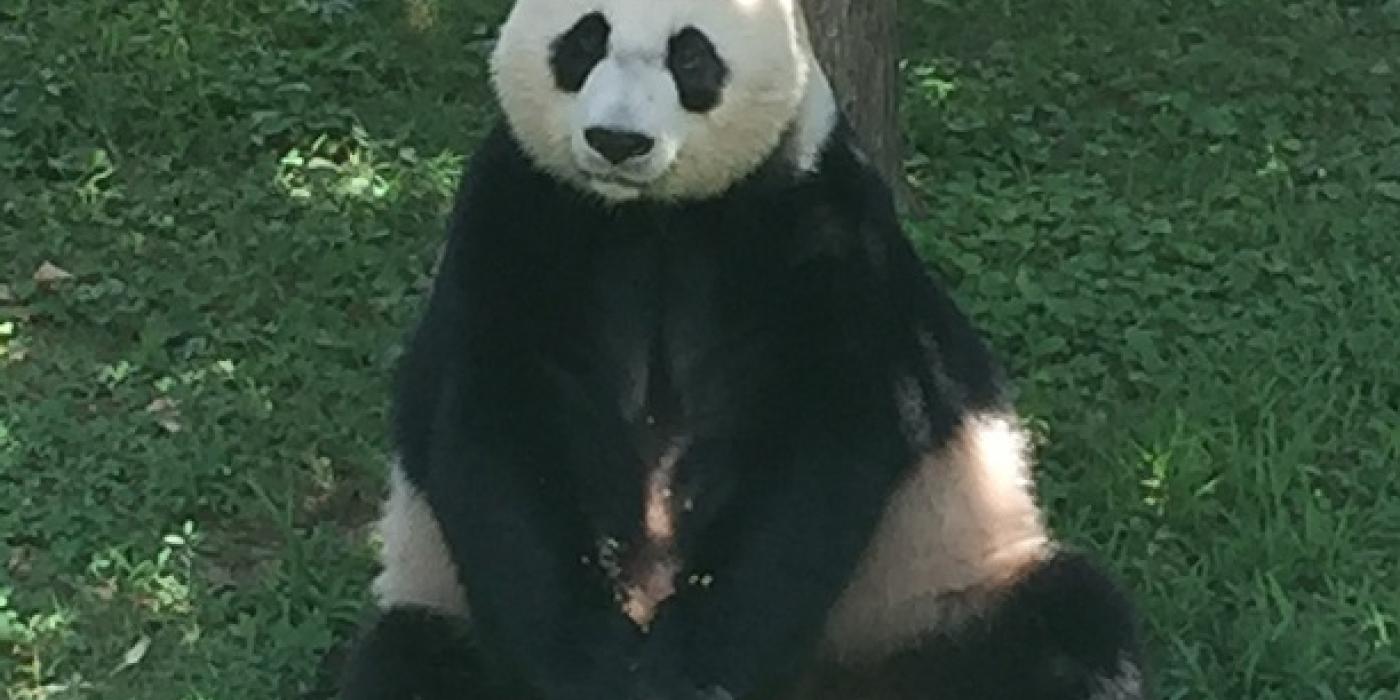 Mei Xiang 