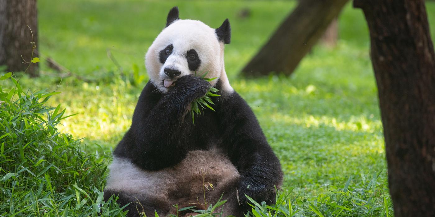 Mei Xiang 