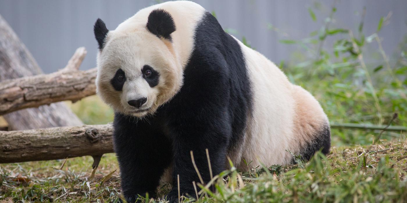 Giant panda 