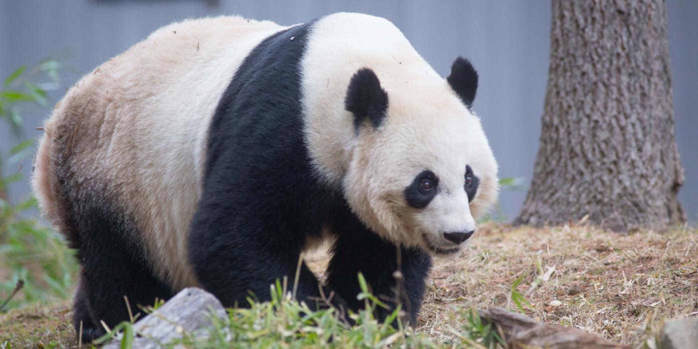 史密森尼国家动物园，大熊猫美香站在户外栖息地一棵树附近的草地上