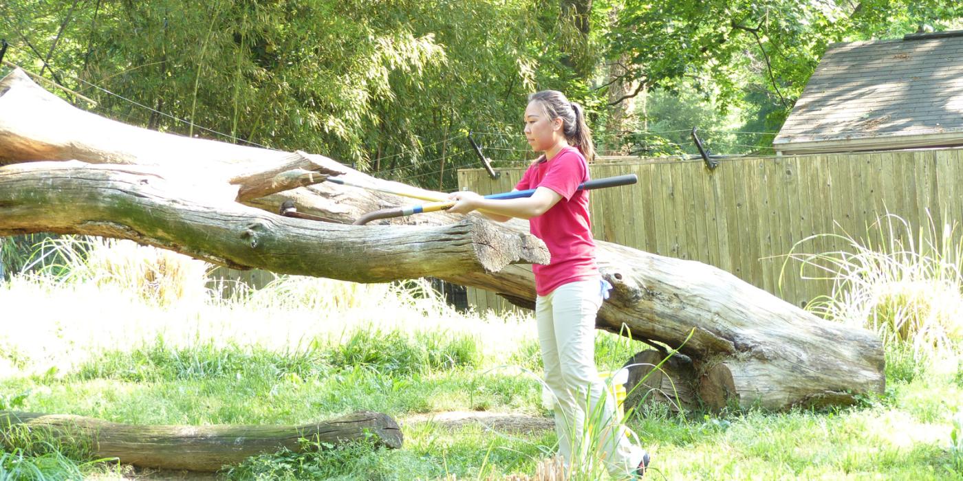 A volunteer uses a shovel to move something off a log in a grassy exhibit yard