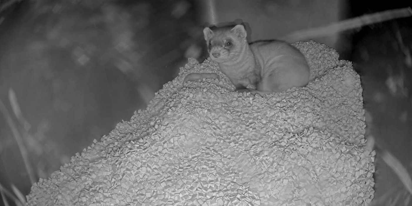 Animal care staff at the Smithsonian Conservation Biology Institute are welcoming a litter of endangered black-footed ferret kits today. This still from the black-footed ferret webcam shows three-year-old female Potpie with a kit born May 19 at 3:41 p.m. Black-footed ferret mom Potpie and her newborn kit on the Black-footed Ferret Cam livestream