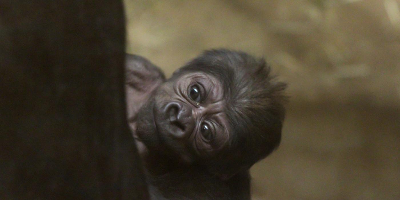 Western lowland gorilla Moke. 