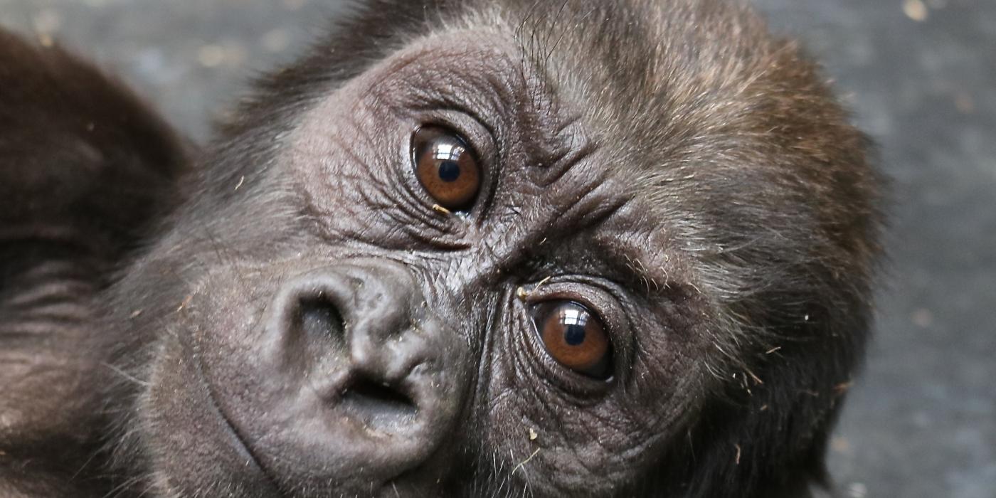 Western lowland gorilla infant Moke at 9 months old.