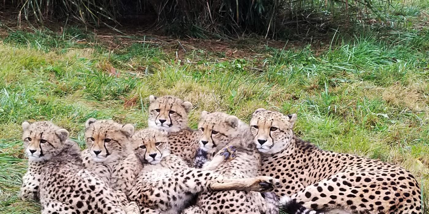 Cheetah Miti (right) and her cubs at the Smithsonian Conservation Biology Institute in 2018. Cheetah Miti and her cubs at the Smithsonian Conservation Biology Institute in 2018.