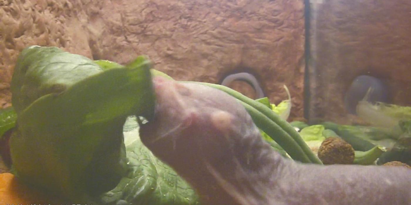A naked mole-rat eating a piece of lettuce. 