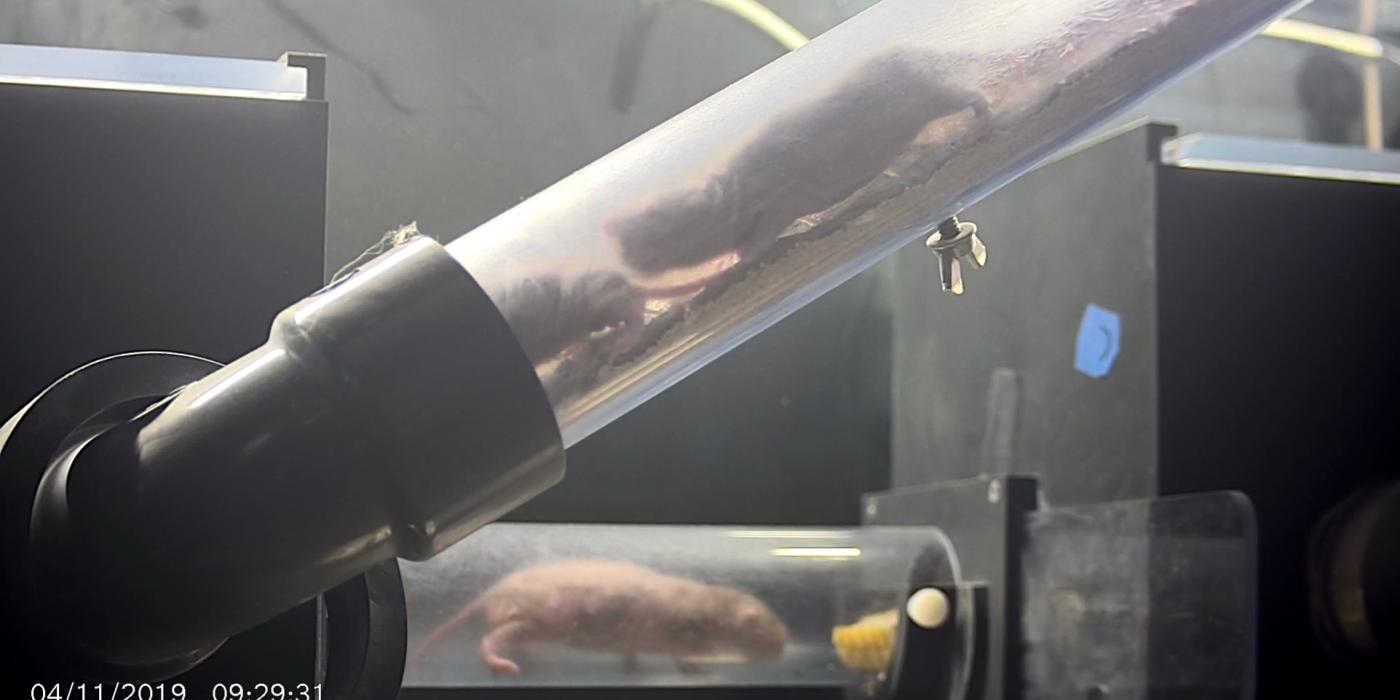 A photo from the second naked mole-rat cam at the Smithsonian's National Zoo. The cam gives a behind-the-scenes look at the naked mole-rats moving through the tunnels that link the chambers of their exhibit together.