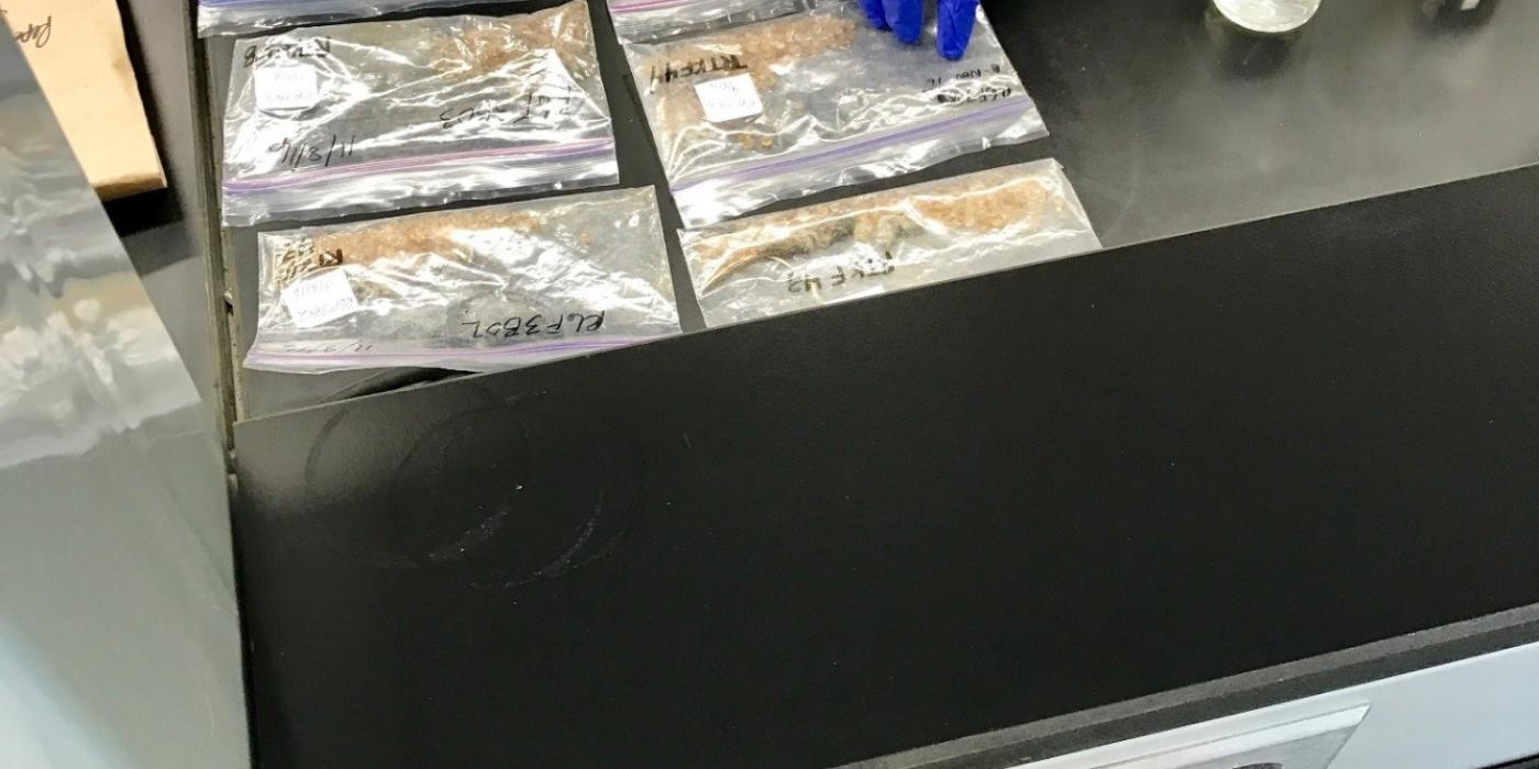 A scientist wearing a blue latex glove points to samples in plastic bags on a lab table