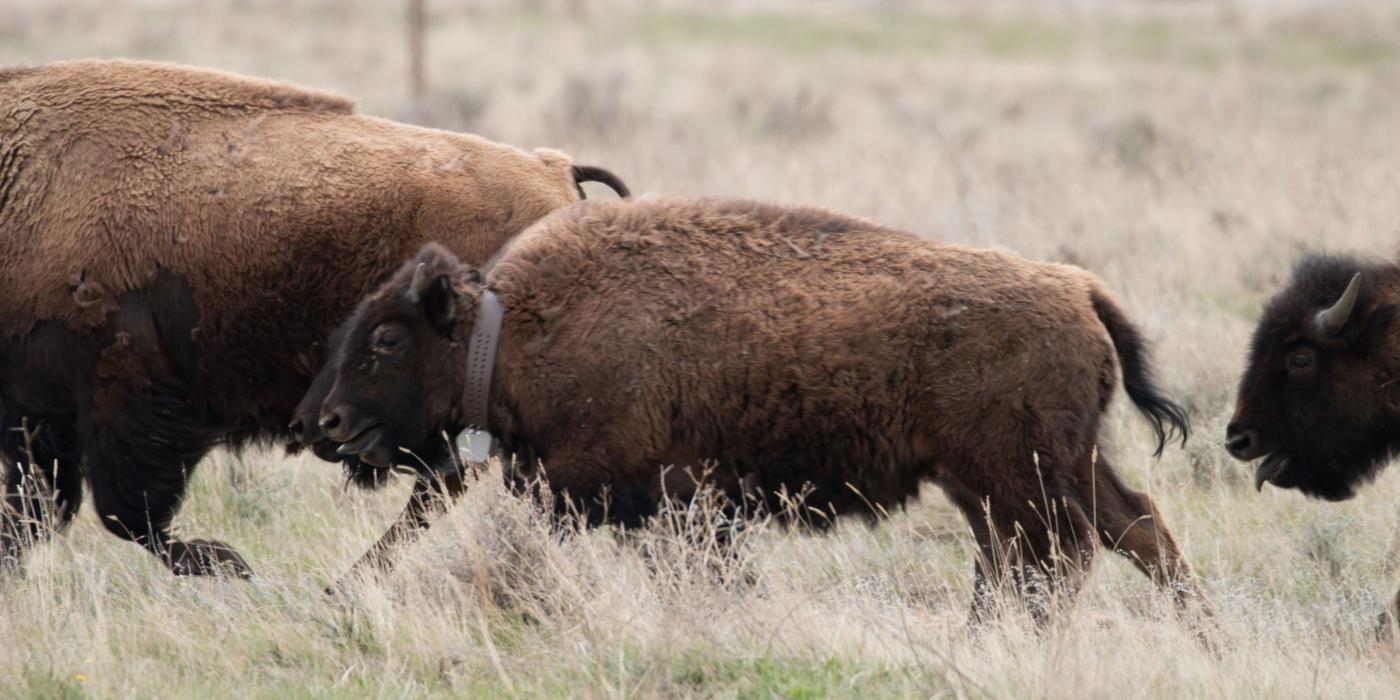 A herd of bison running through grasslands in Montana. One of the bison is wearing a GPS tracking collar around its neck.