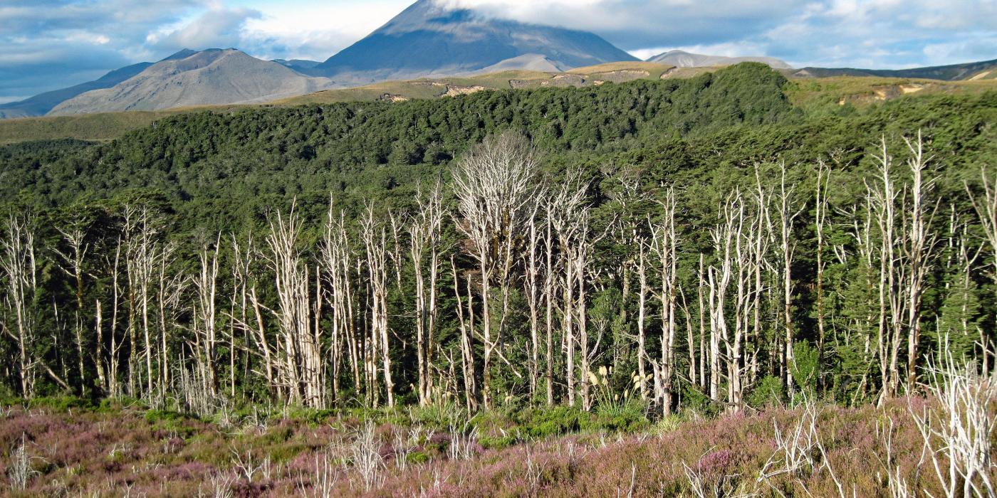 A recently burned forest at the base of a mountain. The forest is burnt in the foreground and gets progressively greener in the background toward the mountain.