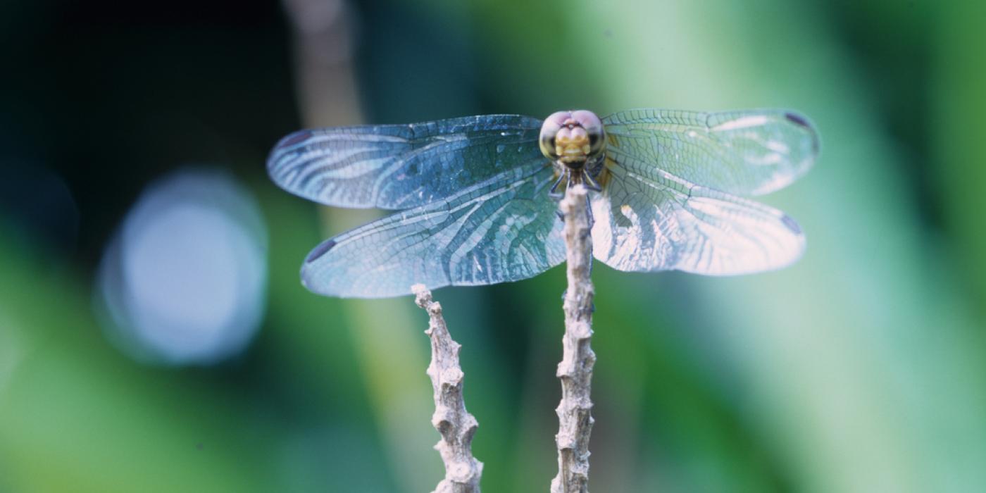 Photo of a dragonfly perched on a branch.