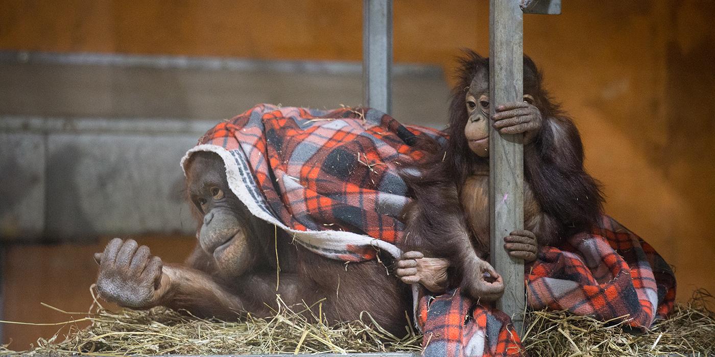 Orangutans Batang and infant Redd sitting together on a small pile of hay with a blanket