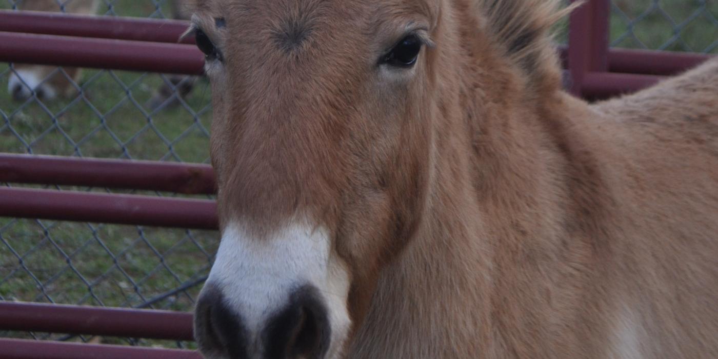 Przewalski's horse colt 