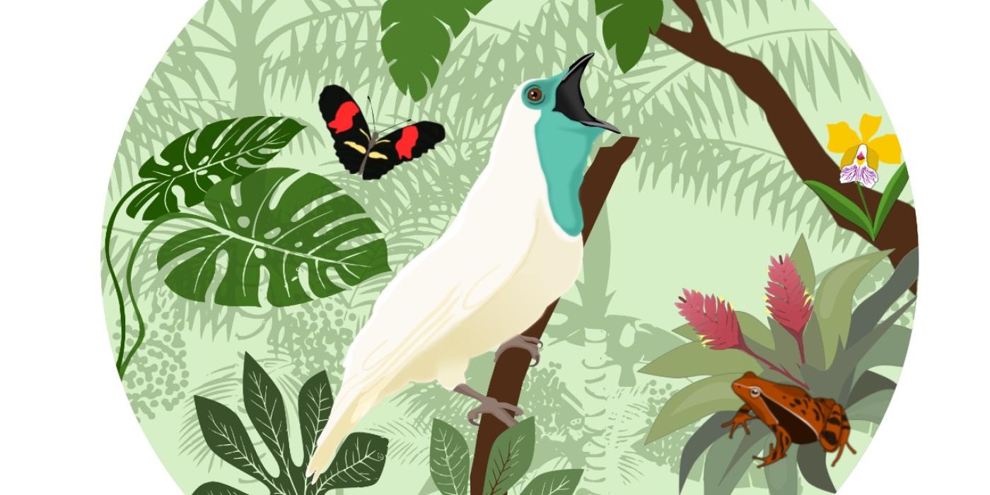 A graphic depiction of a bare-throated bellbird, white body with blue neck sitting on a branch surrounded by a butterfly and colorful flowers