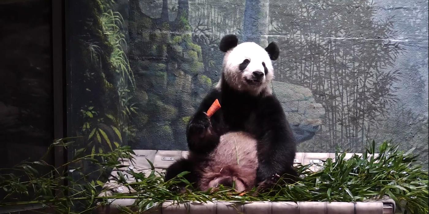 Tian Tian on hammock 