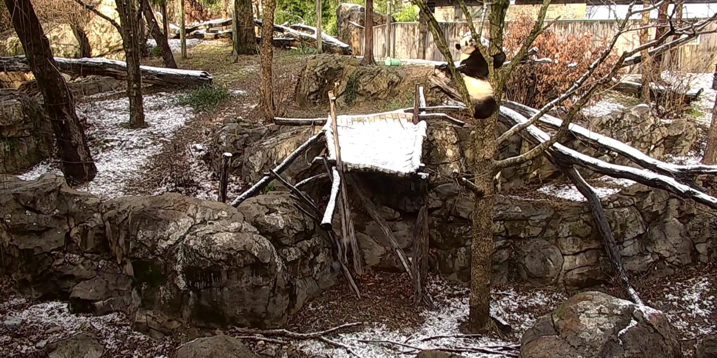 Giant panda, Mei Xiang, climbing a tree. 