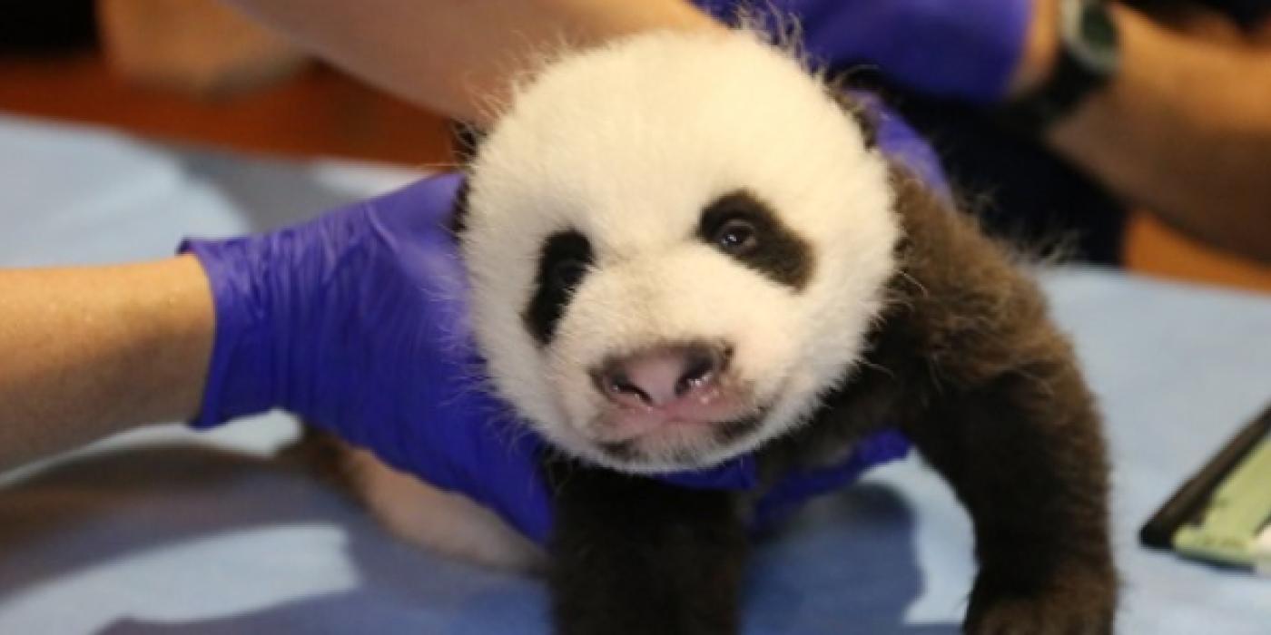 panda cub Bei Bei held by vets