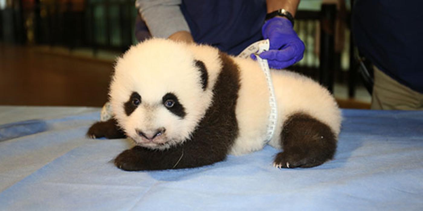 Bei Bei on a table