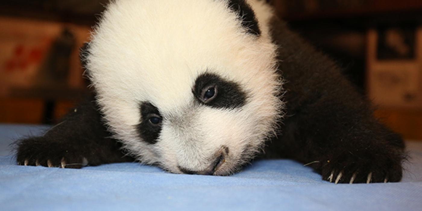 Bei Bei face down on a blue table cloth