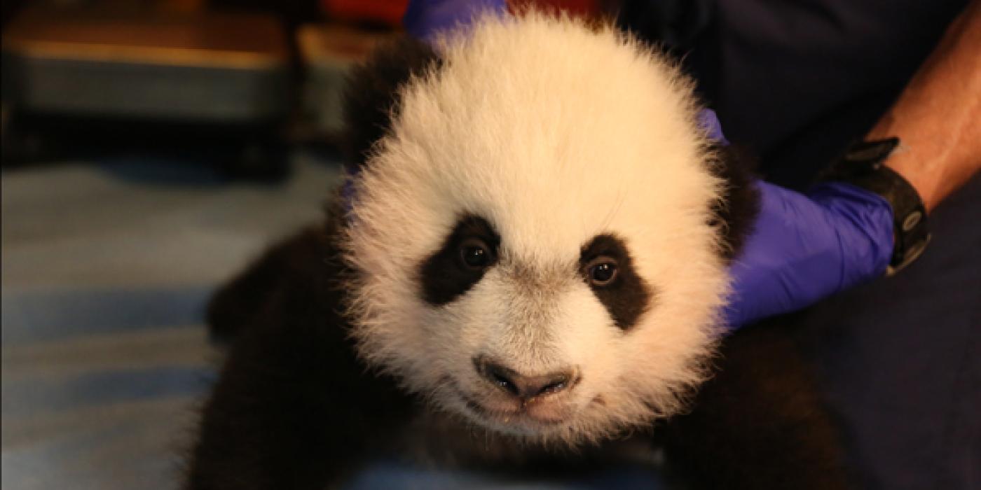 Bei Bei