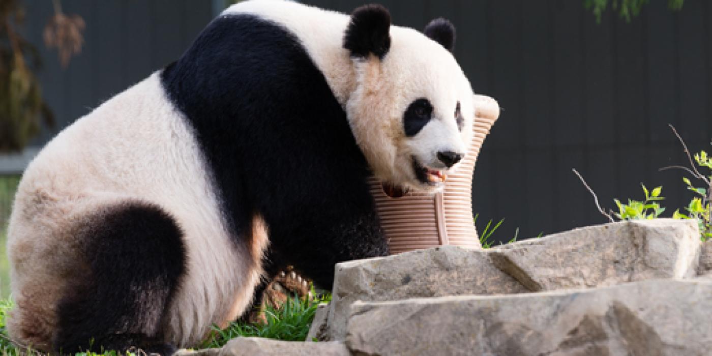 Giant panda in yard