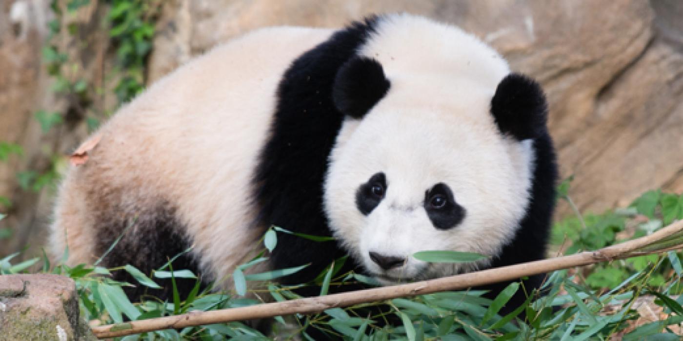 Bao Bao in her yard