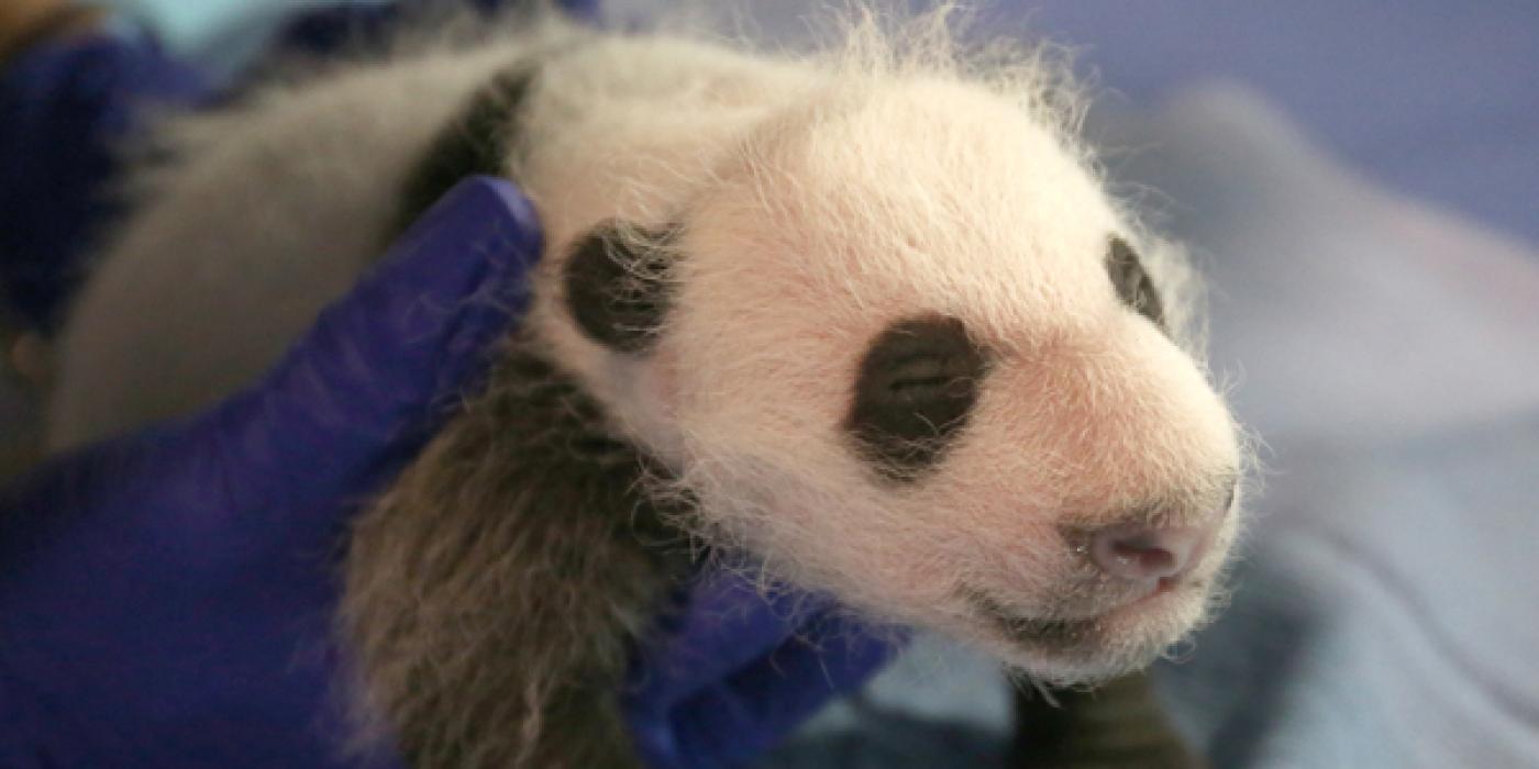 giant panda cub