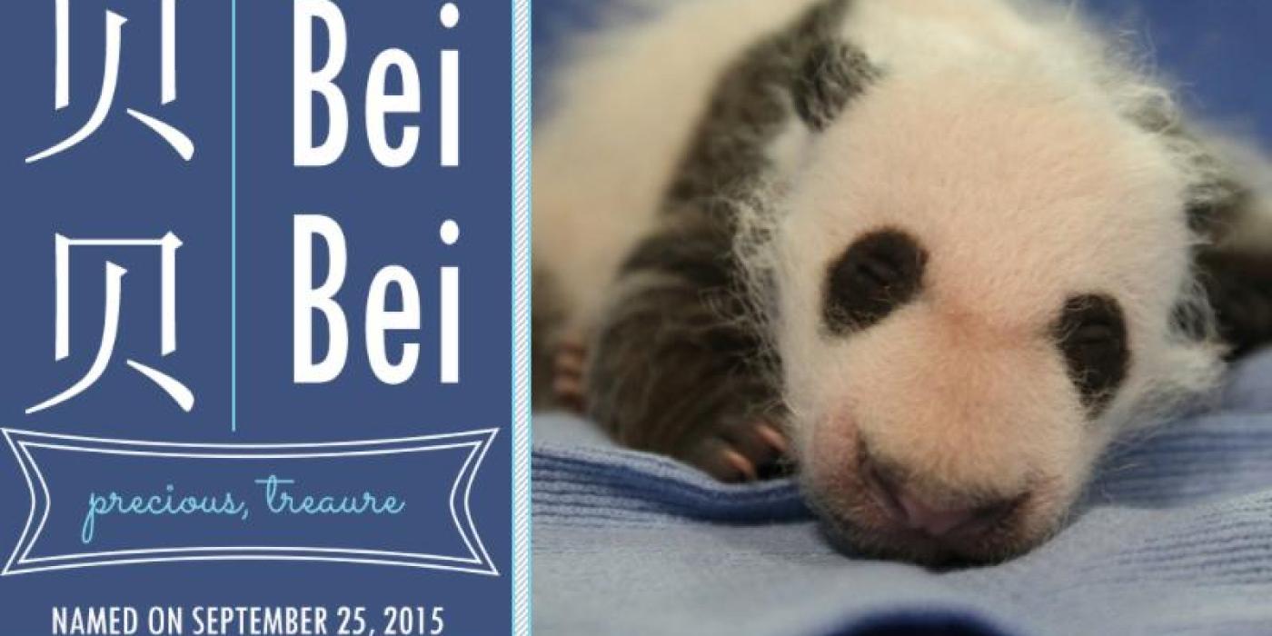 Bei Bei naming announcement