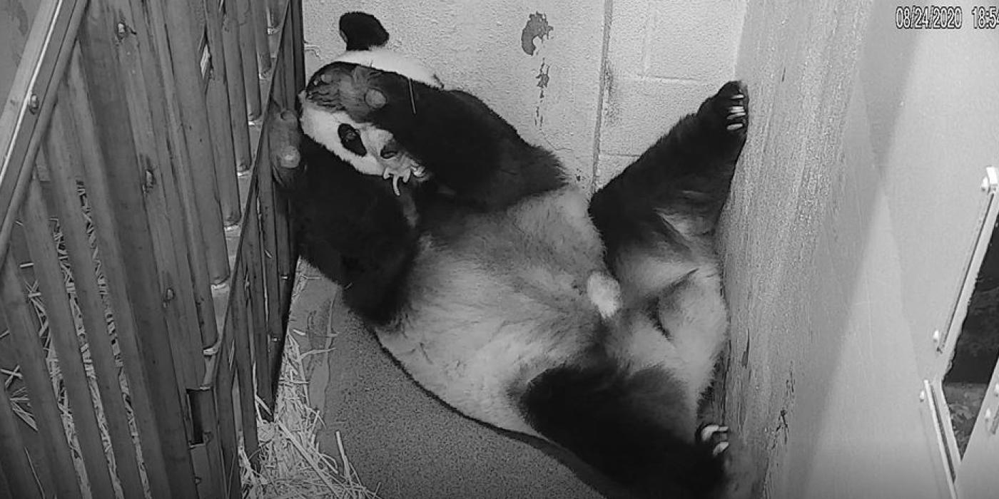 Giant Panda Mei Xiang holds her cub gently in her mouth as she readjusts her position.