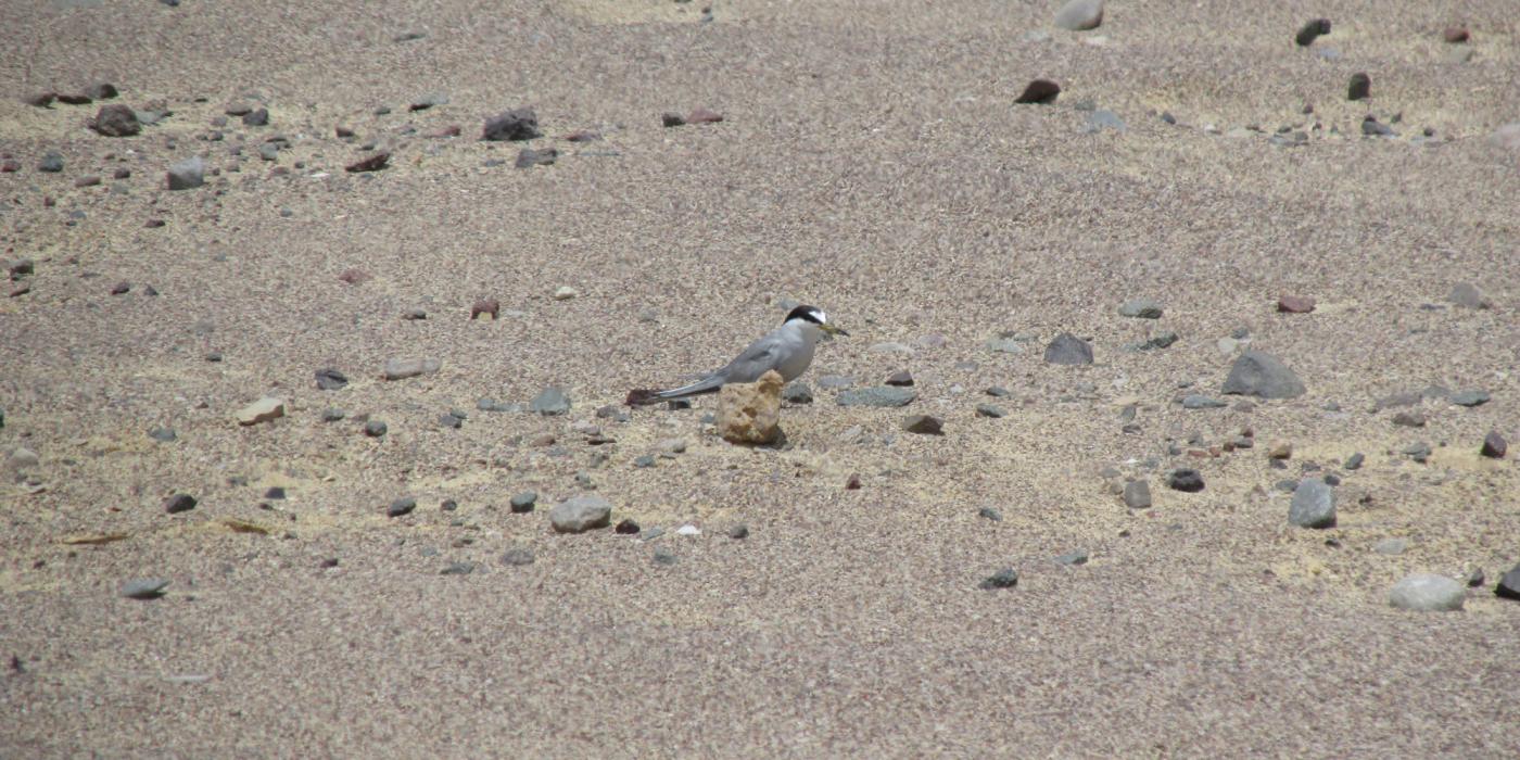 A shorebird, called a Peruvian tern, with white feathers and a black "mask" of feathers. The bird stands camouflaged among the desert landscape of Peru's Paracas National Reserve.