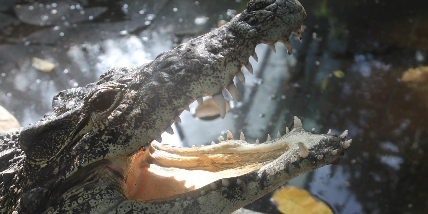 Cuban Crocodile